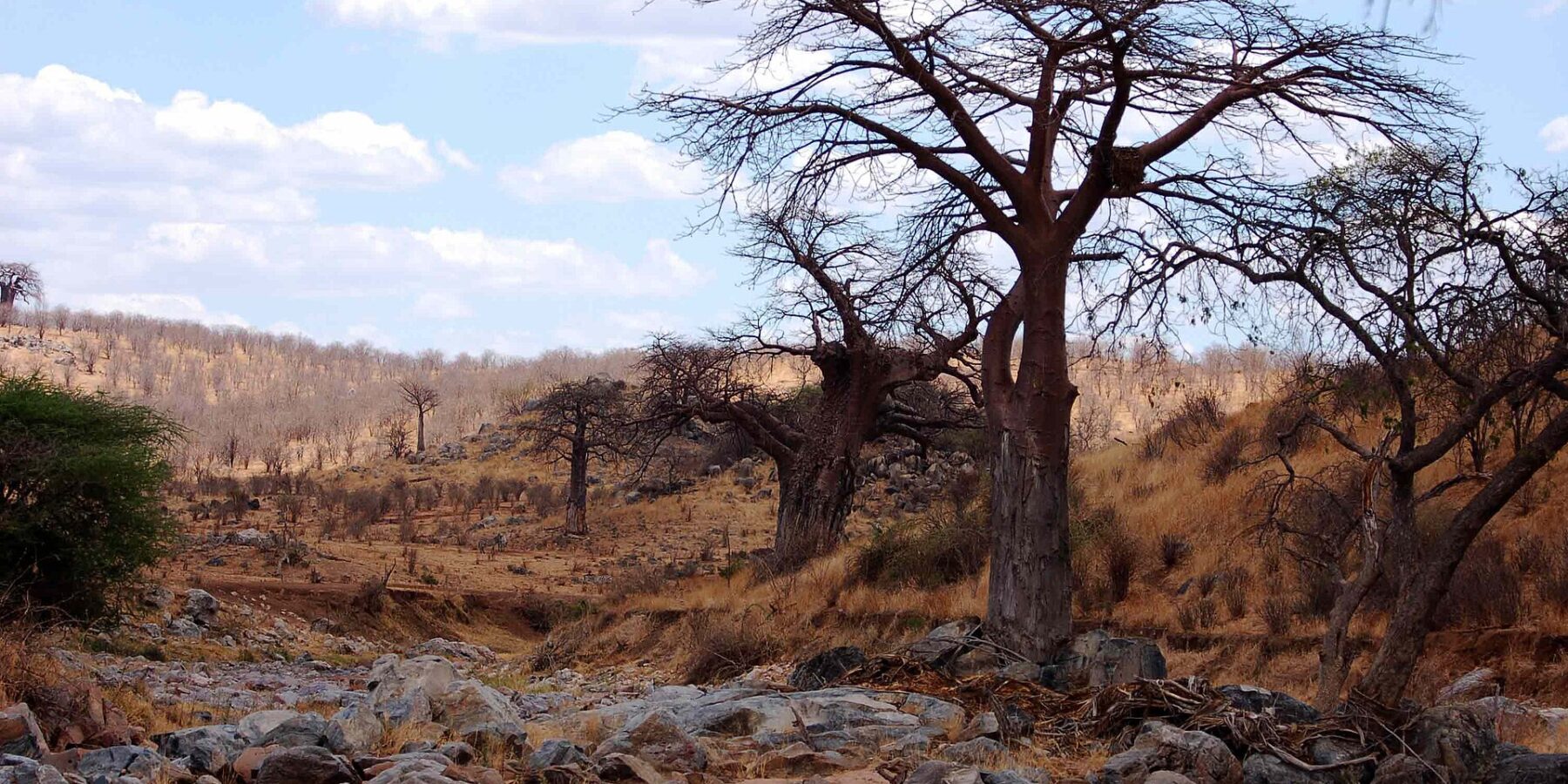 De droge, rotsachtige bedding van de Great Ruaha, een kale baobab op de oever en zebra's in de verte op de heuvel