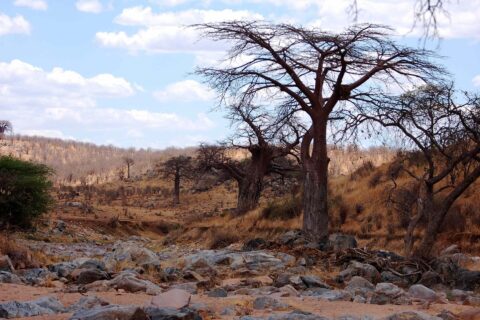 De droge, rotsachtige bedding van de Great Ruaha, een kale baobab op de oever en zebra's in de verte op de heuvel