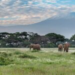 Vier olifanten lopen door een groene weide vol witte bloemen voor een rij acacia's, met de besneeuwde top van de Kilimanjaro erachter