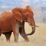 Een olifant, helemaal rood van het lateriet, gooit met zijn slurf aarde over zijn rug, met kluiten in de lucht, in droog gras