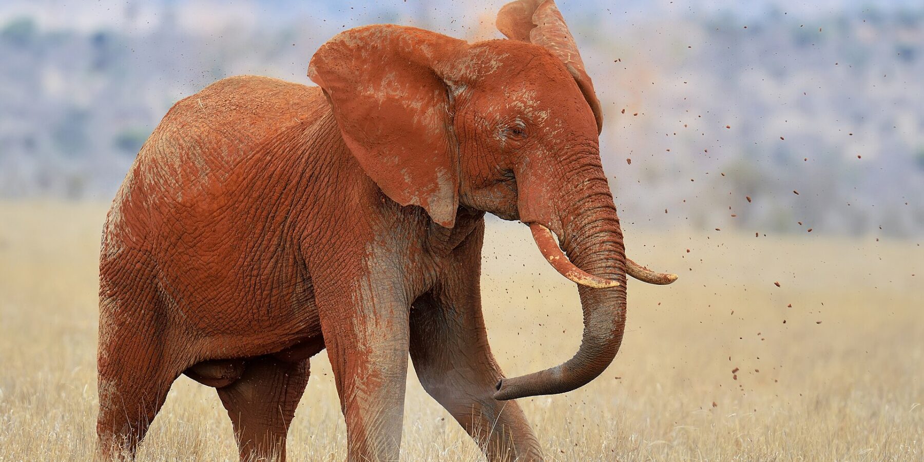 Een olifant, helemaal rood van het lateriet, gooit met zijn slurf aarde over zijn rug, met kluiten in de lucht, in droog gras