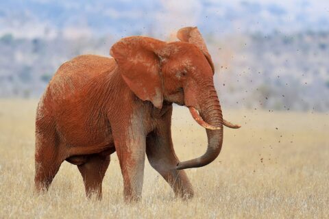 Een olifant, helemaal rood van het lateriet, gooit met zijn slurf aarde over zijn rug, met kluiten in de lucht, in droog gras