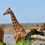 Twee netgiraffen met hun netvormige vacht staan voor de bruine rivier, een ervan in profiel met de nek rechtop, een ossenpikker in de lucht erachter