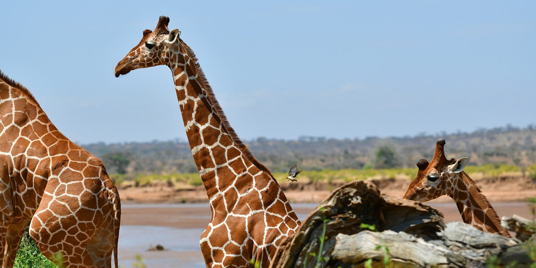 Twee netgiraffen met hun netvormige vacht staan voor de bruine rivier, een ervan in profiel met de nek rechtop, een ossenpikker in de lucht erachter