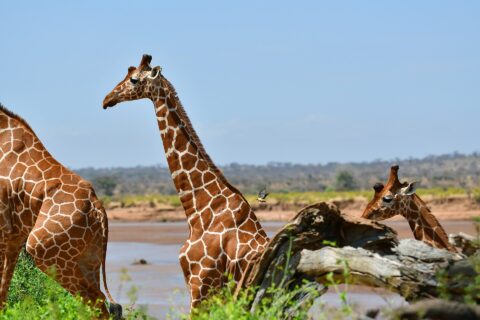 Twee netgiraffen met hun netvormige vacht staan voor de bruine rivier, een ervan in profiel met de nek rechtop, een ossenpikker in de lucht erachter