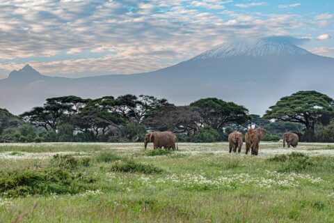 Vier olifanten lopen door een groene weide vol witte bloemen voor een rij acacia's, met de besneeuwde top van de Kilimanjaro erachter