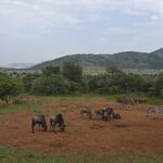 Gnoes, impala's, zebra's en een mannetje grote koedoe verzameld op de rode aarde rond een drinkplaats, met de groene heuvels van de krater erachter