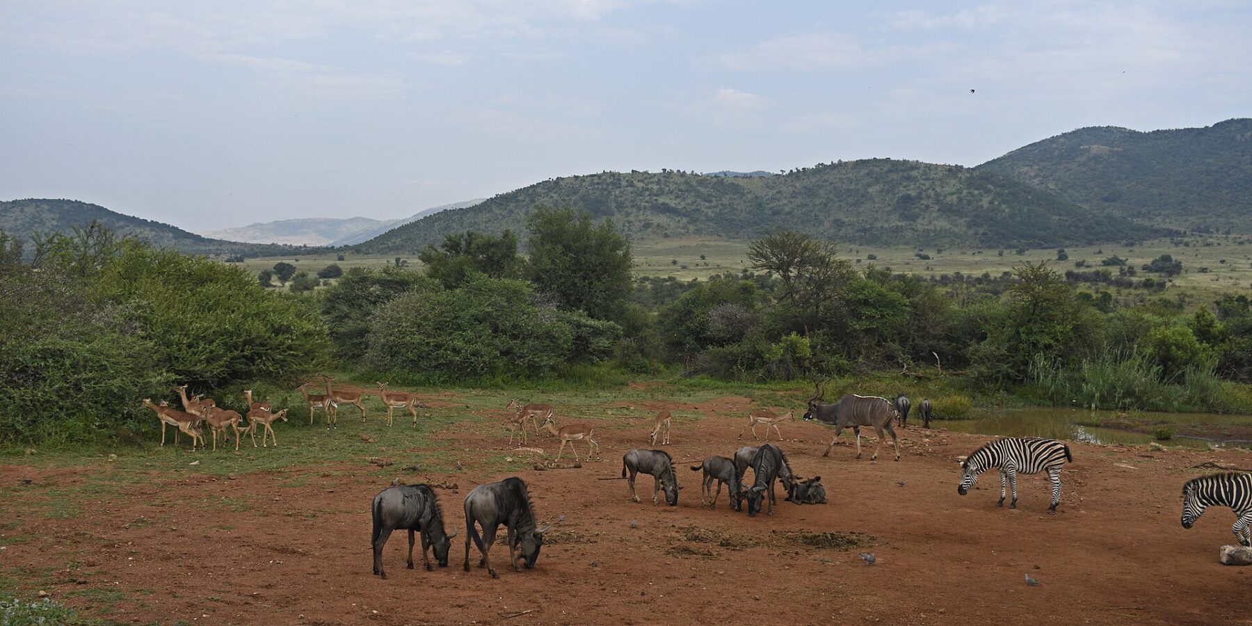 Gnoes, impala's, zebra's en een mannetje grote koedoe verzameld op de rode aarde rond een drinkplaats, met de groene heuvels van de krater erachter