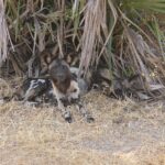 Twee wilde honden liggen in droog gras onder palmbladeren, een ervan kijkt in de lens, met grote ronde rechtopstaande oren