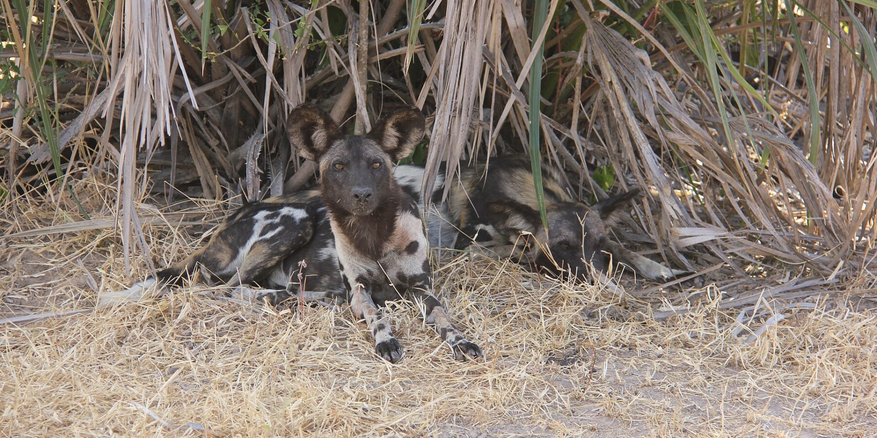 Twee wilde honden liggen in droog gras onder palmbladeren, een ervan kijkt in de lens, met grote ronde rechtopstaande oren