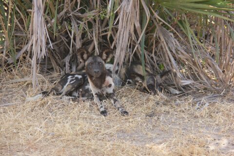Twee wilde honden liggen in droog gras onder palmbladeren, een ervan kijkt in de lens, met grote ronde rechtopstaande oren