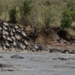 Een colonne gnoes stormt een aarden oever af en stort zich in de grijze rivier, de eersten zwemmen al in een rij naar de overkant