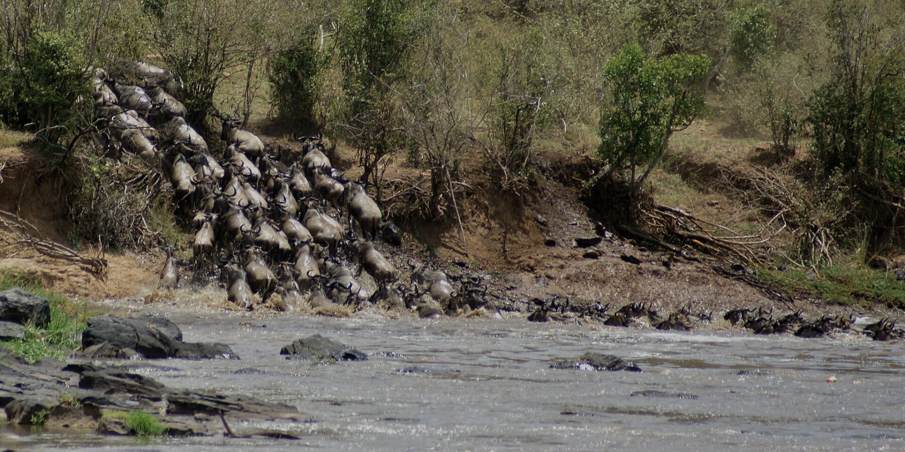 Een colonne gnoes stormt een aarden oever af en stort zich in de grijze rivier, de eersten zwemmen al in een rij naar de overkant