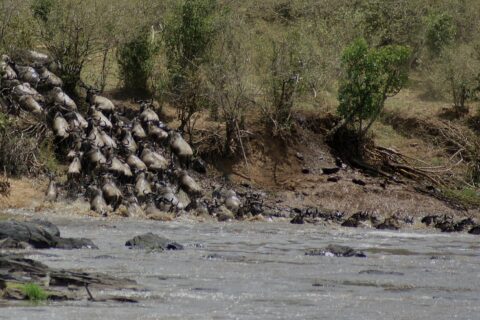 Een colonne gnoes stormt een aarden oever af en stort zich in de grijze rivier, de eersten zwemmen al in een rij naar de overkant