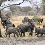 Een kudde olifanten met verschillende jongen steekt modderige grond over, met een baobab en acacia's erachter