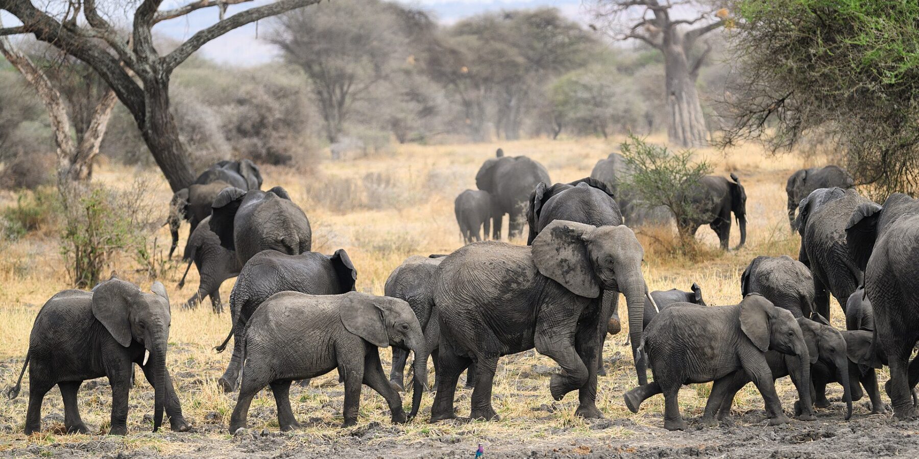 Een kudde olifanten met verschillende jongen steekt modderige grond over, met een baobab en acacia's erachter