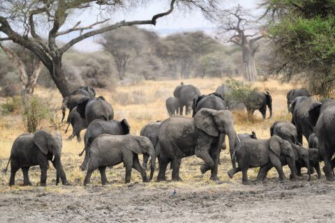 Een kudde olifanten met verschillende jongen steekt modderige grond over, met een baobab en acacia's erachter