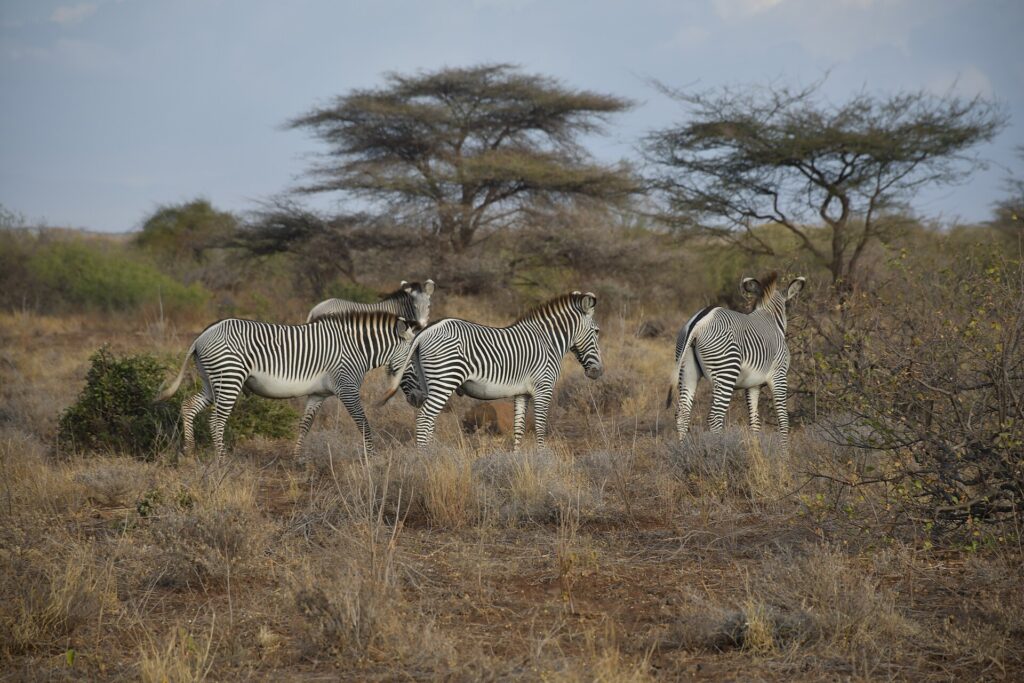 Vier grévyzebra's in de droge bush, twee van opzij en een van achteren, voor schermacacia's en struiken