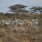 Vier grévyzebra's in de droge bush, twee van opzij en een van achteren, voor schermacacia's en struiken