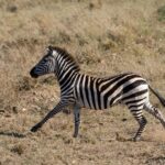 Een steppezebra galoppeert van opzij door het droge gras, met opstuivend stof onder zijn hoeven en rechtopstaande manen