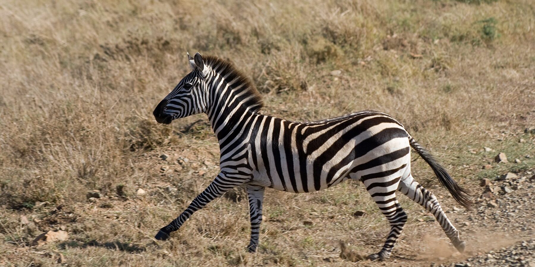 Een steppezebra galoppeert van opzij door het droge gras, met opstuivend stof onder zijn hoeven en rechtopstaande manen