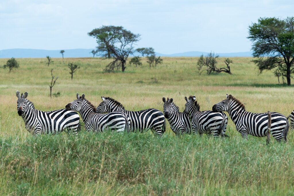 Zes steppezebra's op een rij in het hoge groene gras, drie draaien hun kop naar de camera, met acacia's en blauwe heuvels op de achtergrond