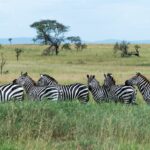 Zes steppezebra's op een rij in het hoge groene gras, drie draaien hun kop naar de camera, met acacia's en blauwe heuvels op de achtergrond