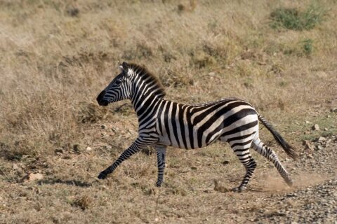 Een steppezebra galoppeert van opzij door het droge gras, met opstuivend stof onder zijn hoeven en rechtopstaande manen