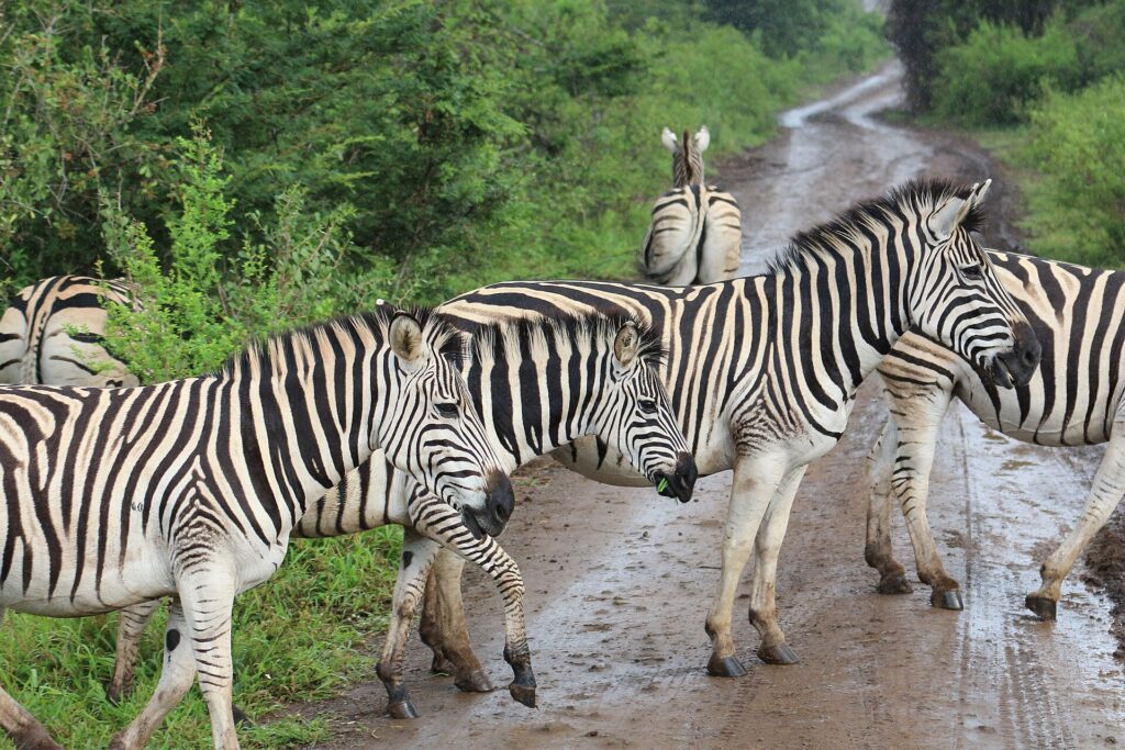 Steppezebra's steken in de regen een natte zandweg over, een ervan met een pluk gras in de bek, groene struiken aan beide kanten