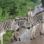 Steppezebra's steken in de regen een natte zandweg over, een ervan met een pluk gras in de bek, groene struiken aan beide kanten