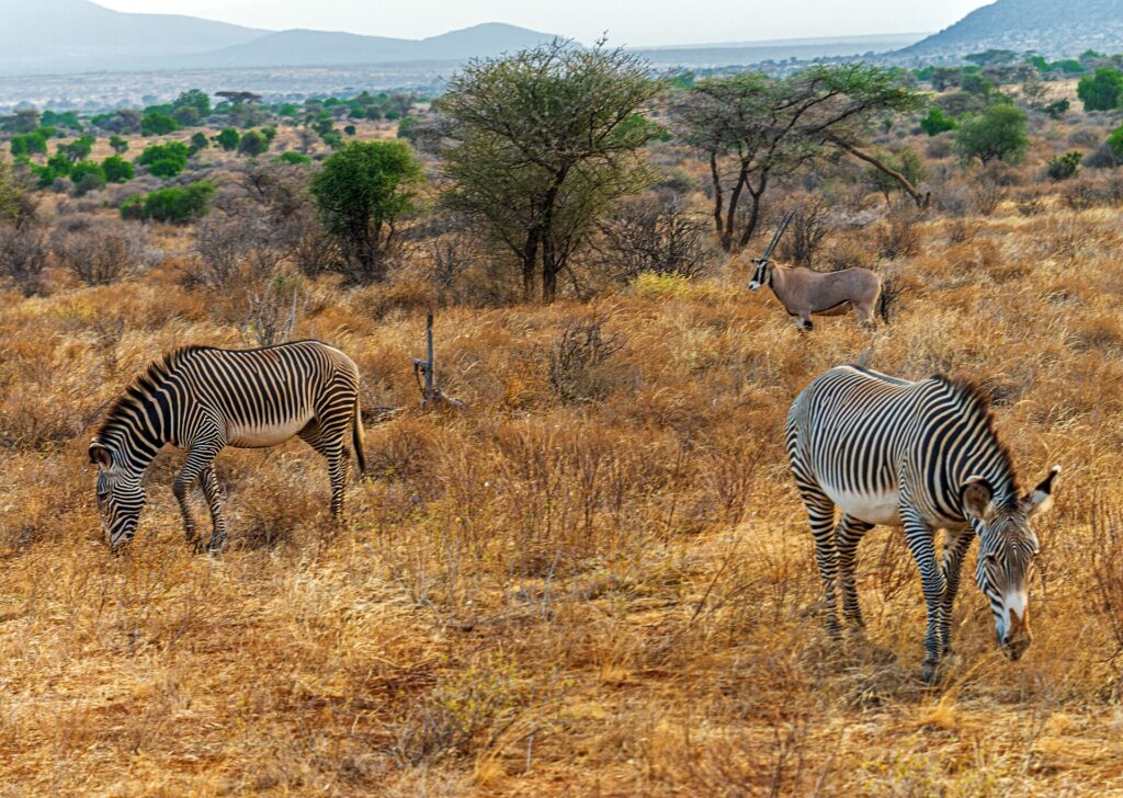 Twee grévyzebra's met fijne strepen grazen in droog gras, met een beisa-oryx met lange rechte hoorns erachter bij de acacia's