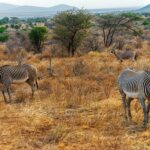 Twee grévyzebra's met fijne strepen grazen in droog gras, met een beisa-oryx met lange rechte hoorns erachter bij de acacia's